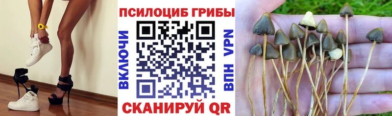 Купить  Яхрома  Галлюциногенные грибы MAGIC MUSHROOMS 